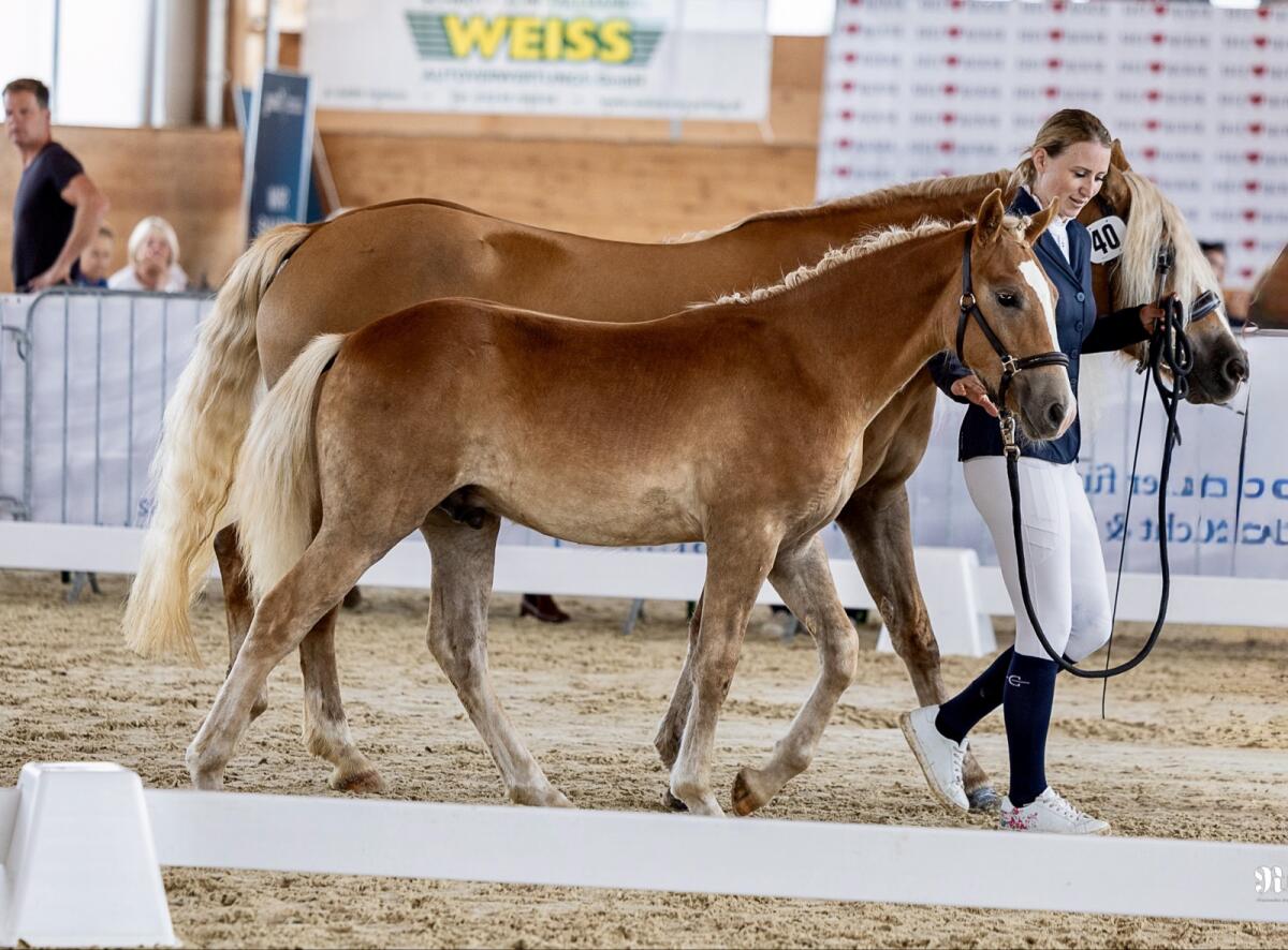 Bezauberndes Haflingerhengstfohlen mit Top-Charakter 2