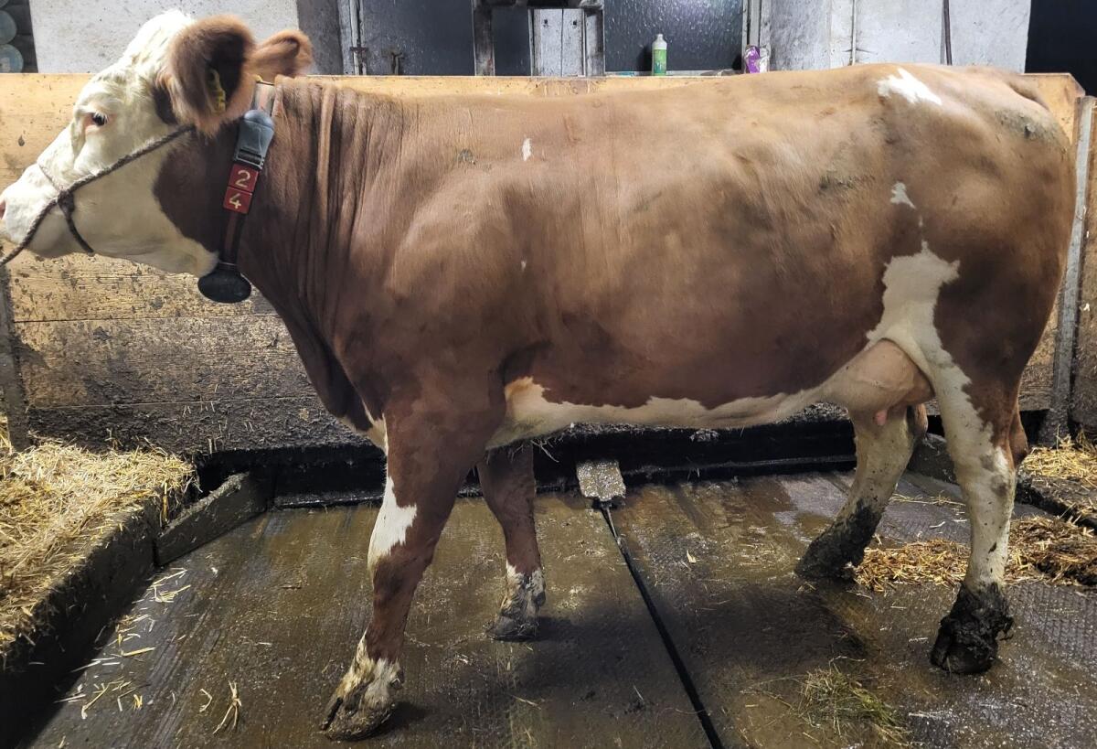 FL Erstlingskühe konvent. 2