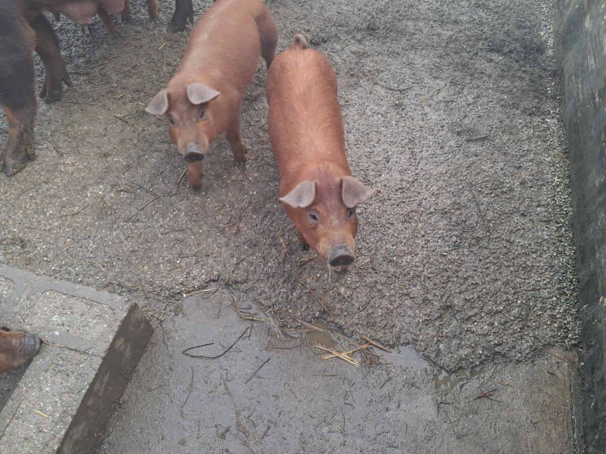 Duroc/Schwäbisch Hällisch Ferkel 3