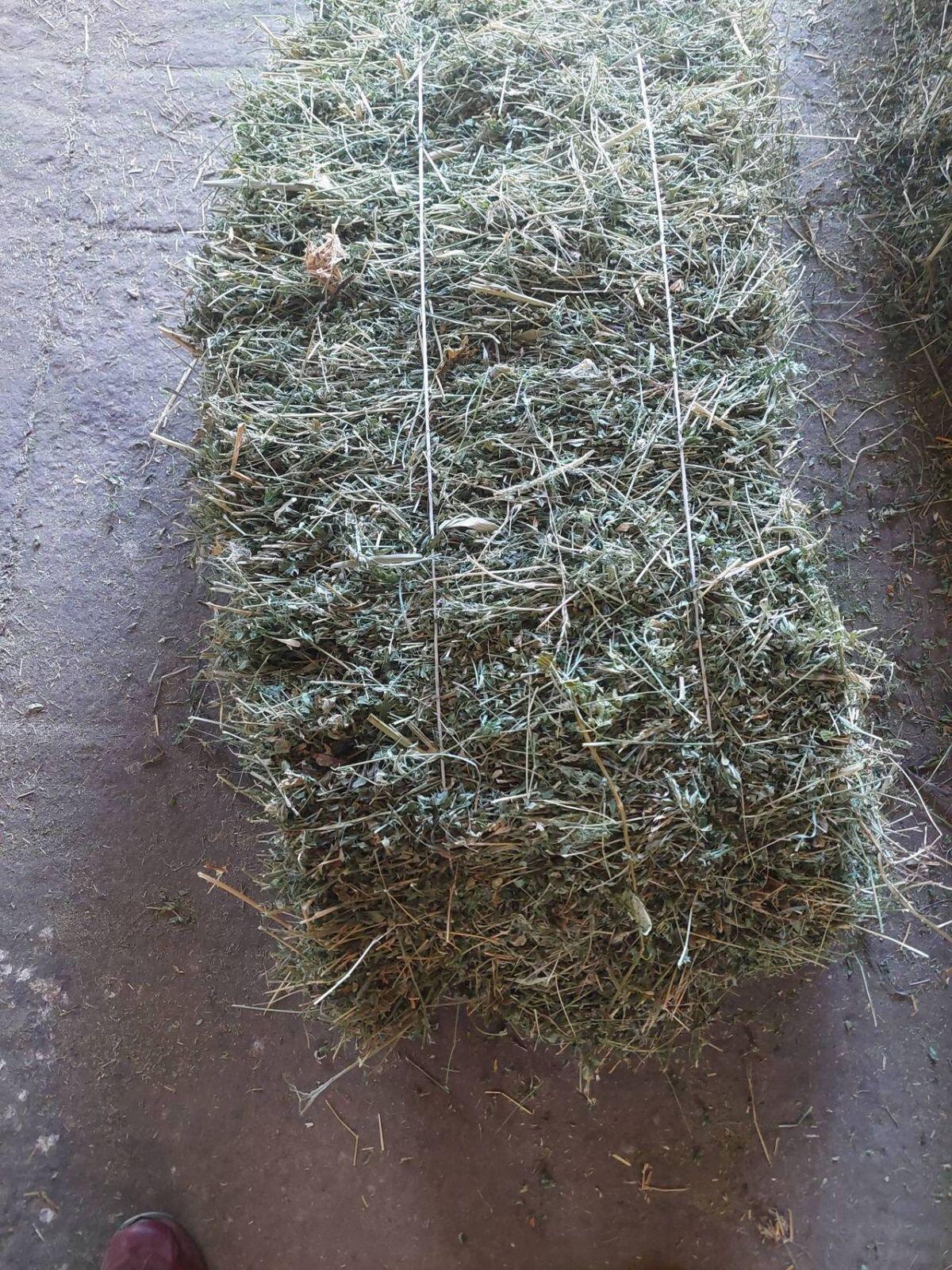 Luzerne Bio-Kleeballen 2