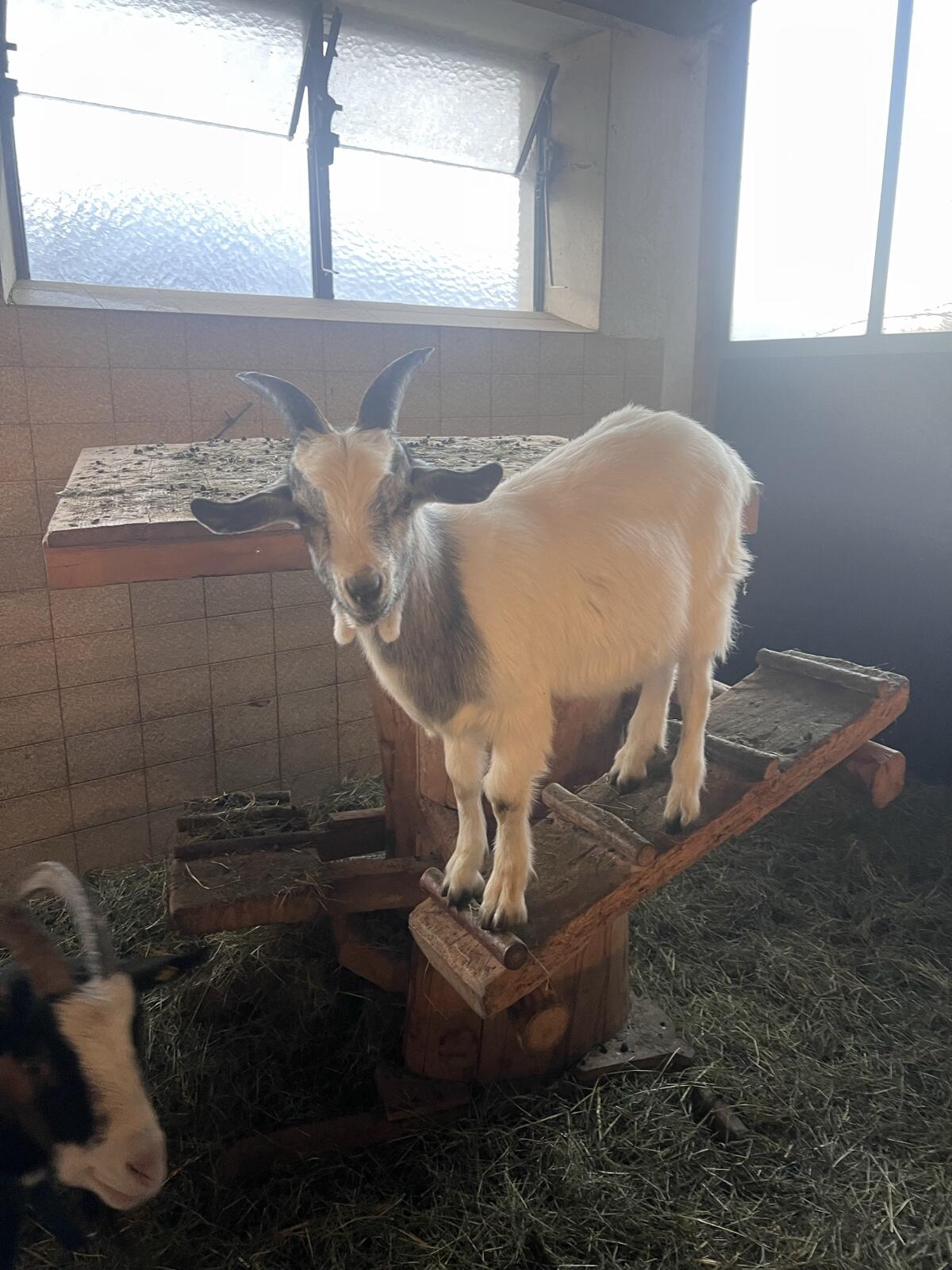 Burenziege x Blobe Bock 2