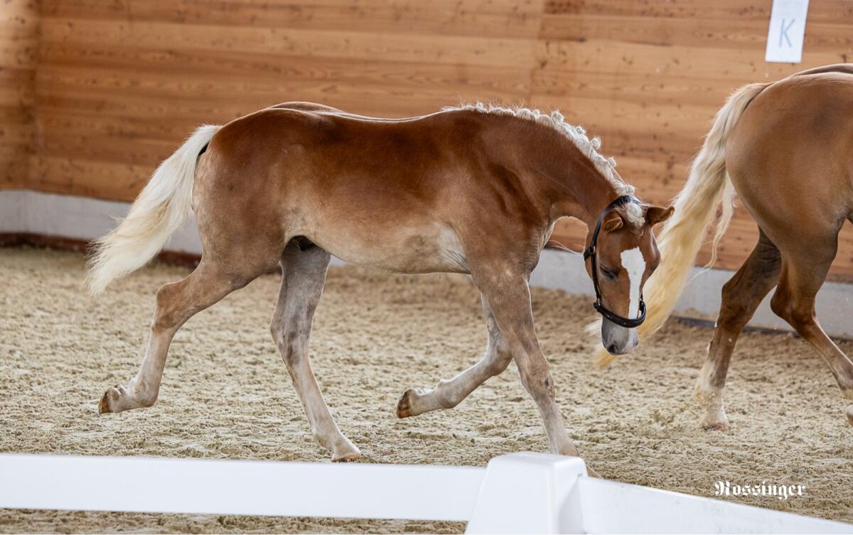 Bezauberndes Haflingerhengstfohlen mit Top-Charakter 3