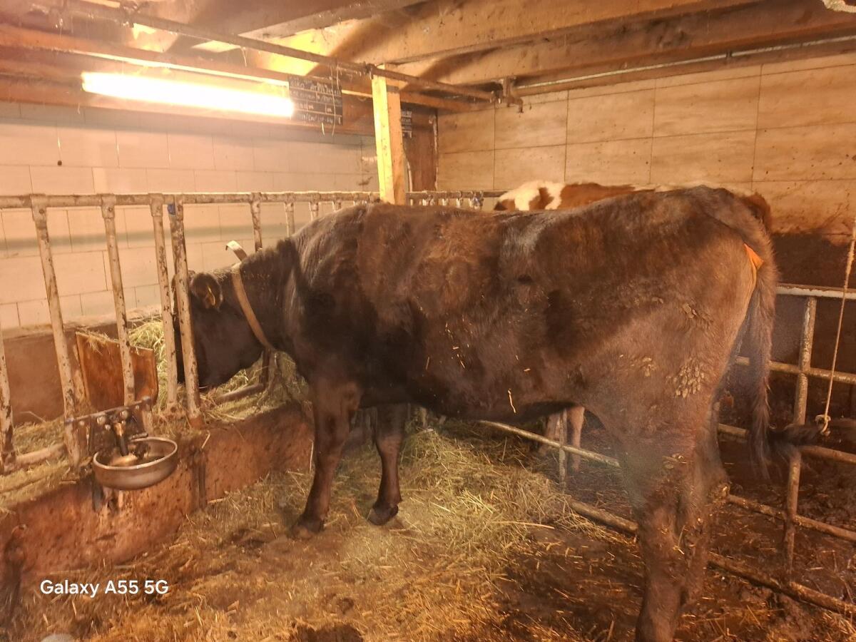 Rinder zwecks Betriebsverkleinerung zum Verkauf 2