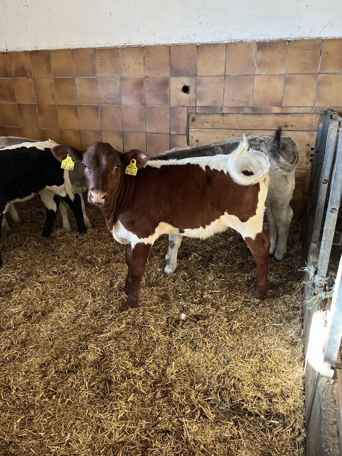 Original Pinzgauer Kuhkalb 1