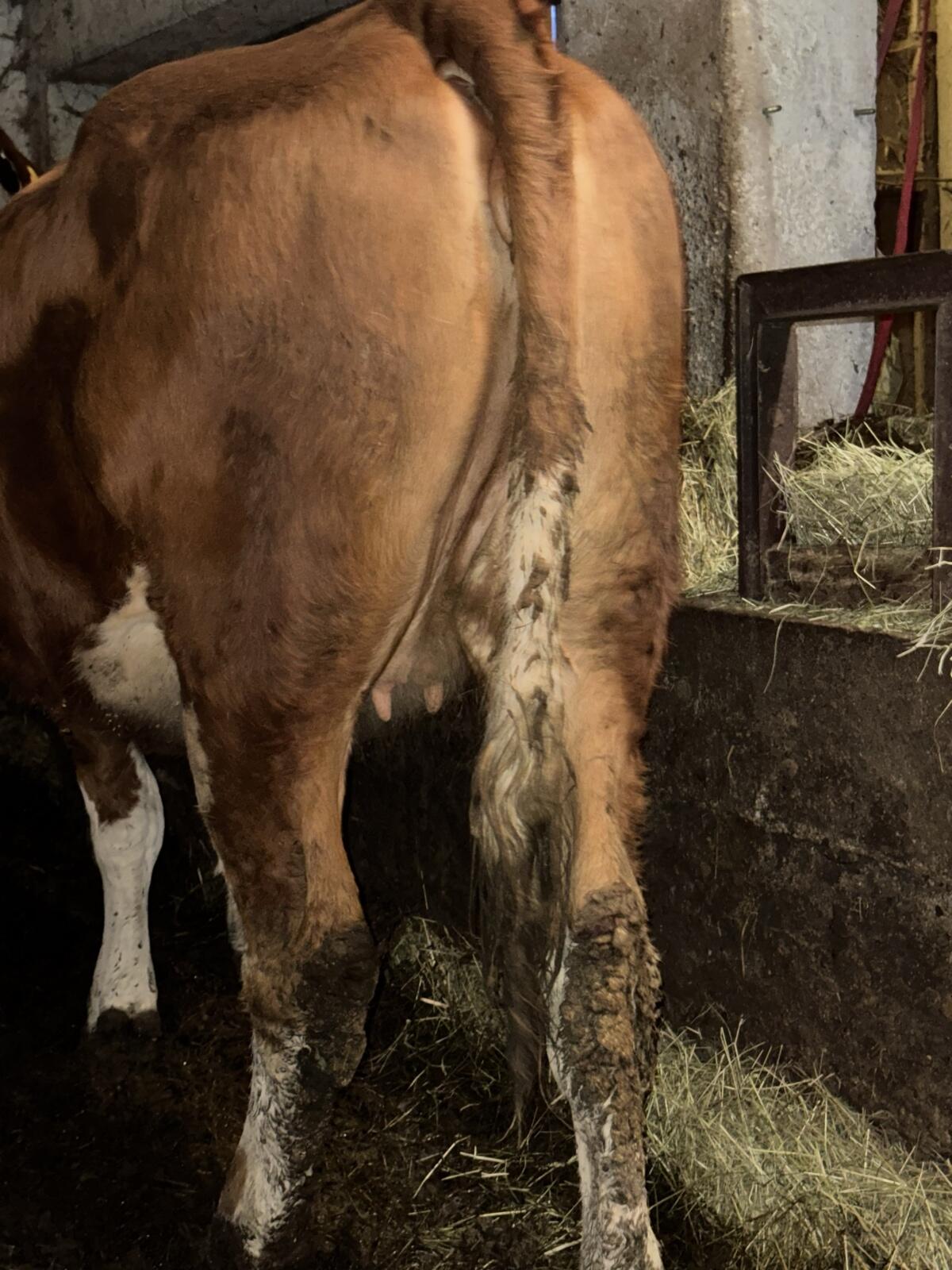 Trächtige Kalbin - Bio - 11.500 l Mutterleistung 3