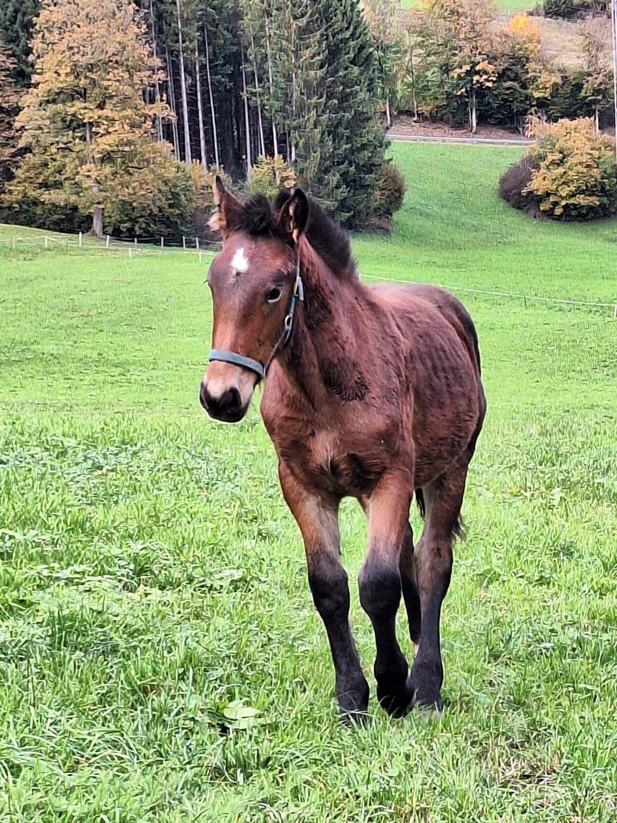 Stutfohlen zu verkaufen 2