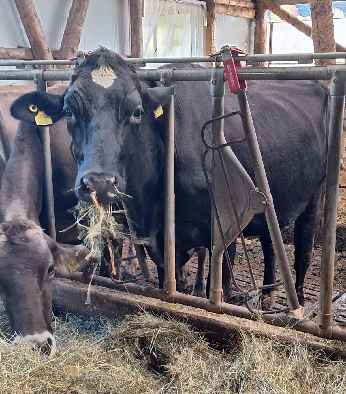 BIO HF-Erstlingskuh 1