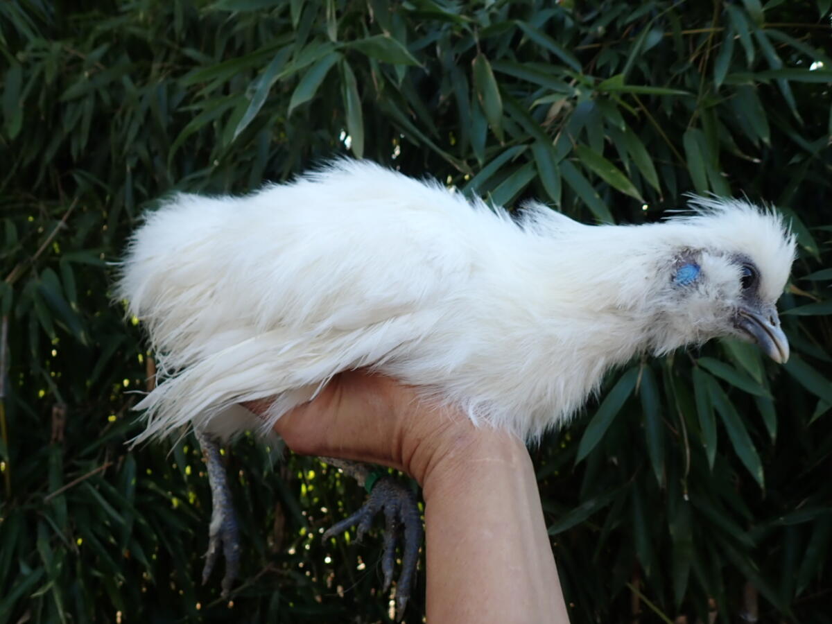 Weißer Zwergseidenhahn 3