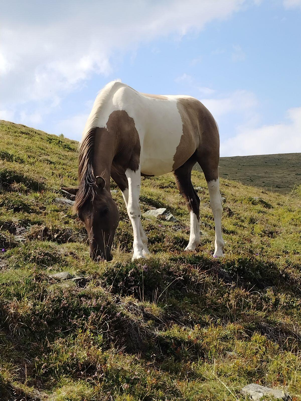 5-jähriger Quarter Huzulen Mix Wallach abzugeben 2