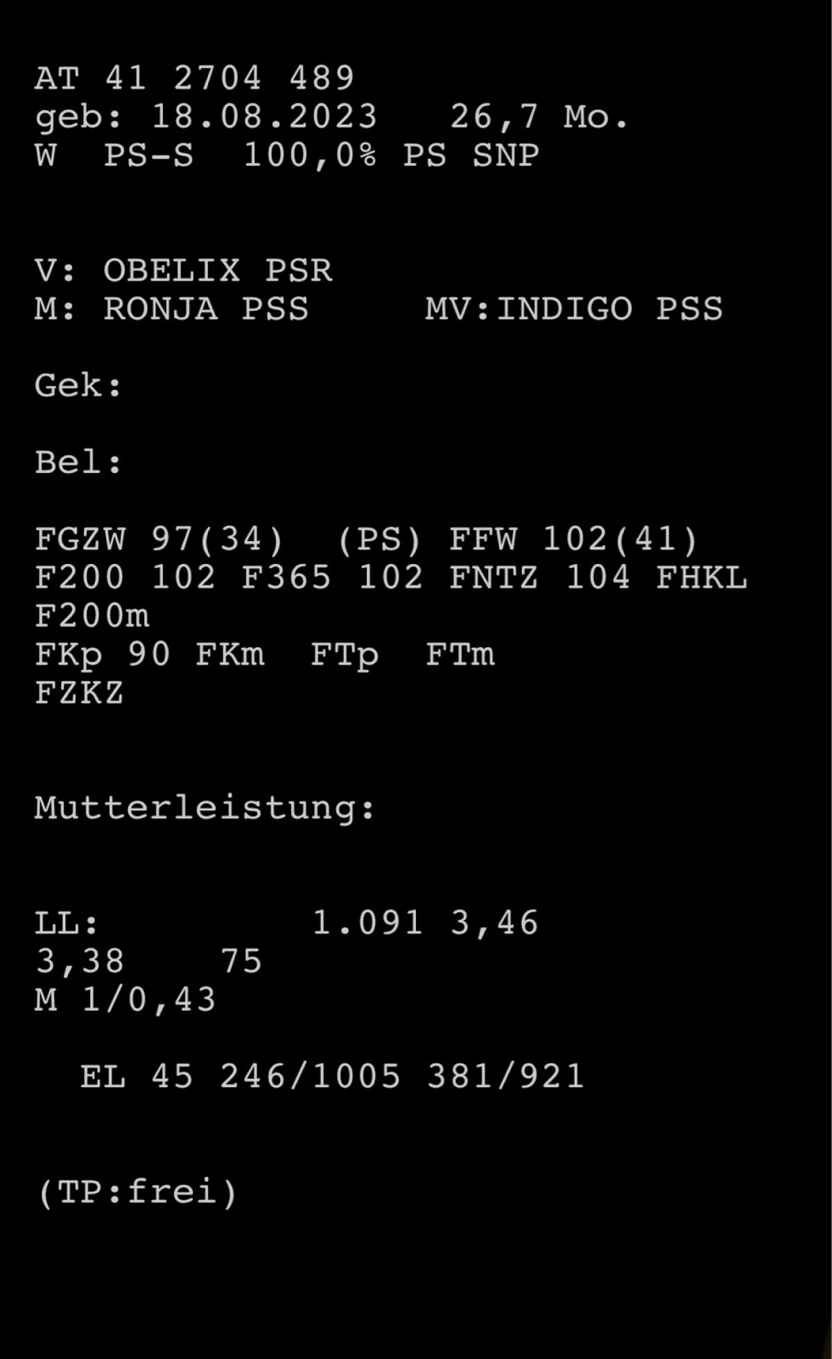 Pustertaler Sprinzen Kalbin 3