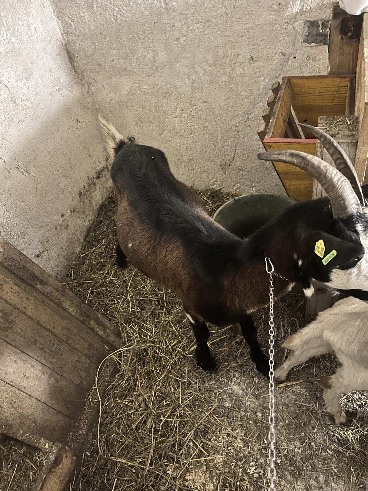 Tauernscheck Ziege 3