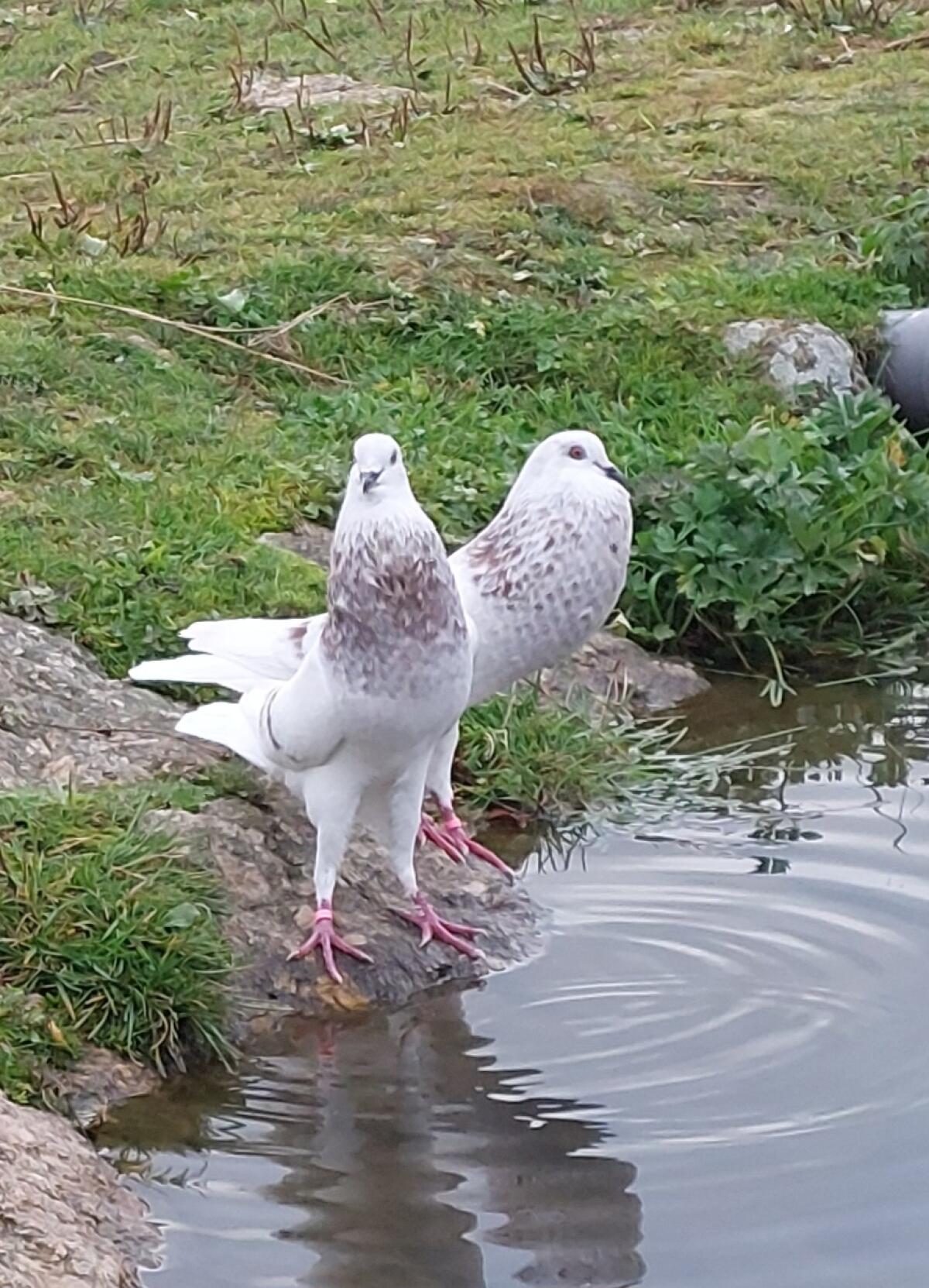 Schlesische Kropftauben 1