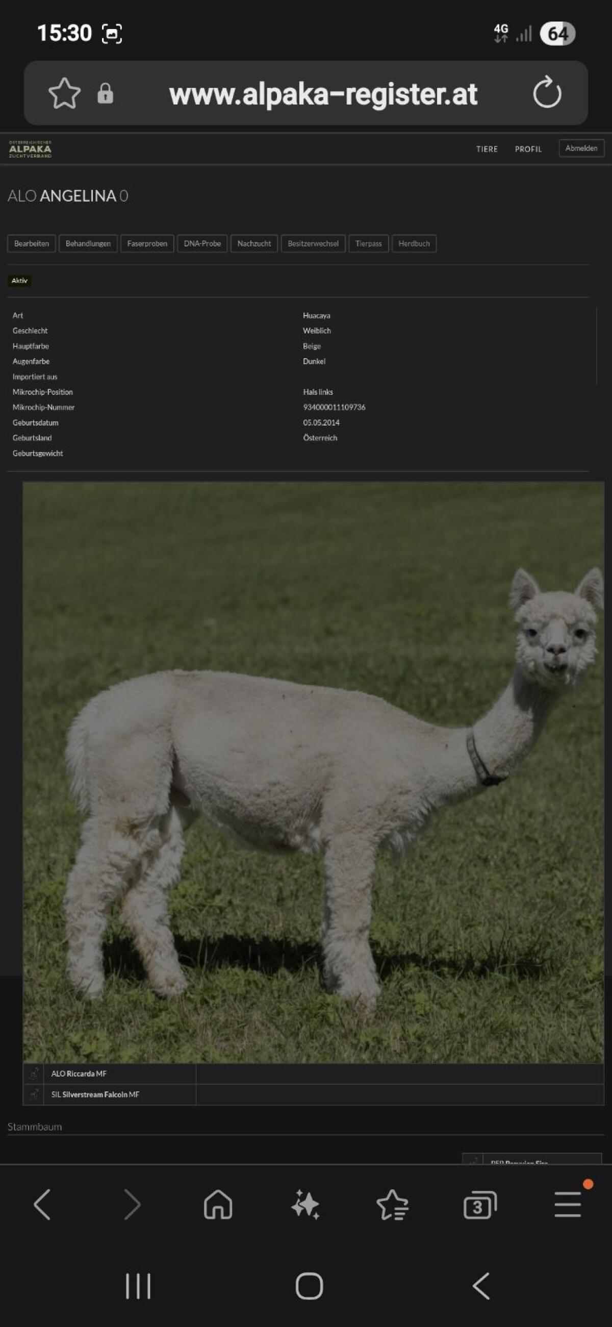 Alpaka Zuchtstuten 2