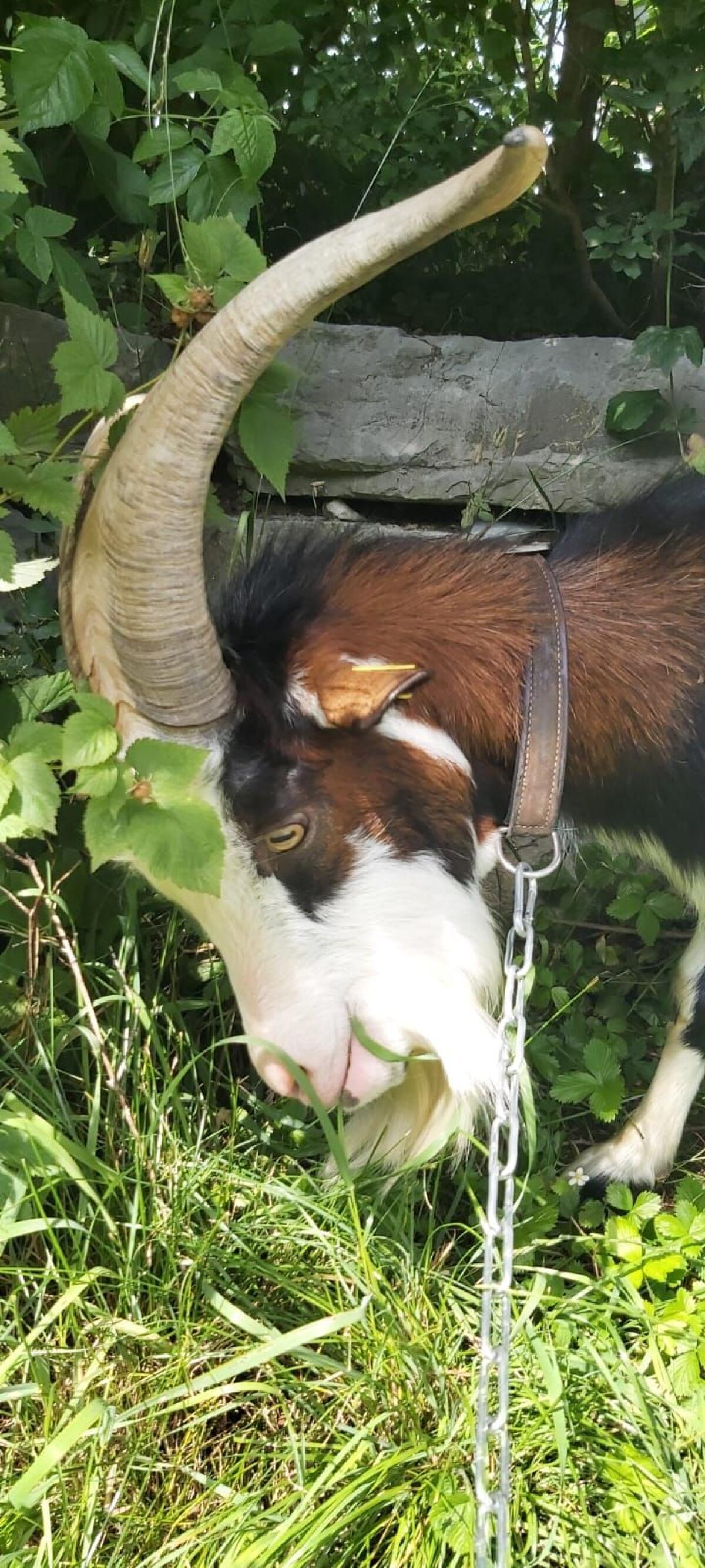 Tauernschecken Ziegenbock 3