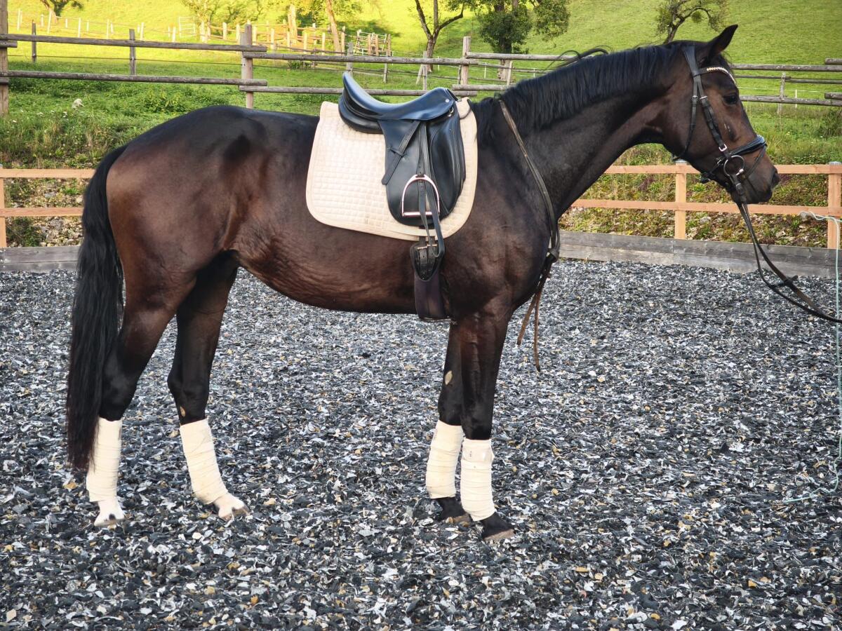 Nachwuchspferd in wunderschöner Aufmachung 2