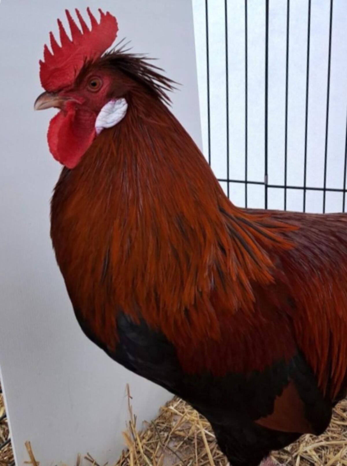 Altsteirer-Junghähne 1