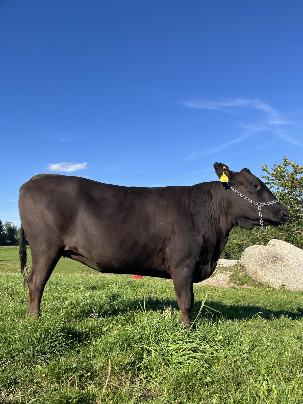Wagyu Herdebuch A Zuchtkalbin trächtig 3