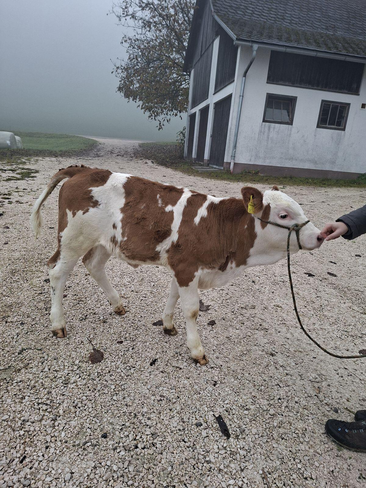 Fleckvieh Zuchtkalb 2