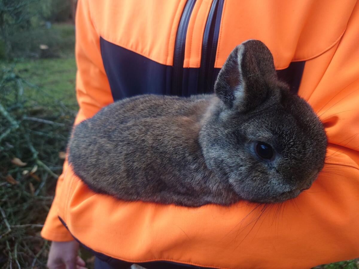Zwergkaninchen männlich 2