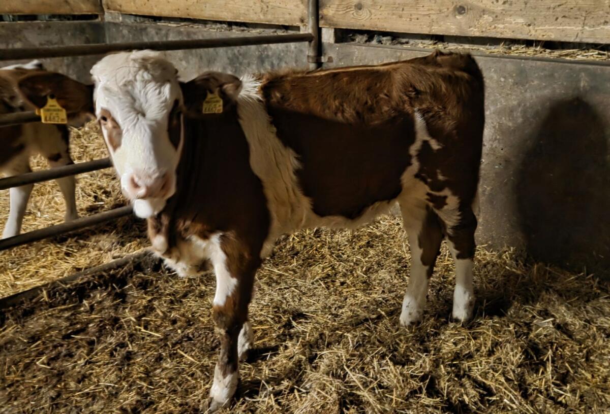 Suche Fleckvieh Kälber 1