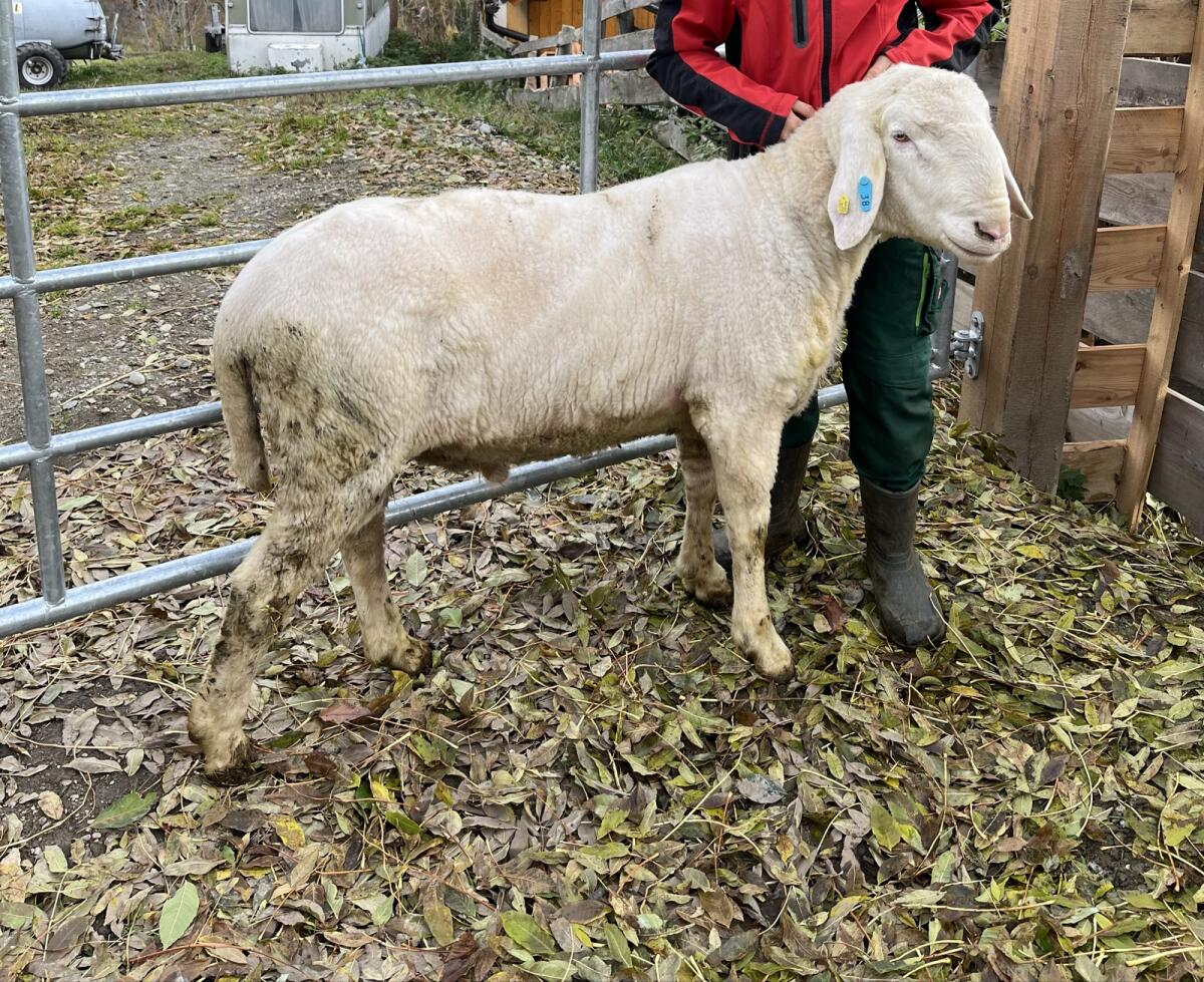 Schnalser Bergschaf Widder (Bio) 2