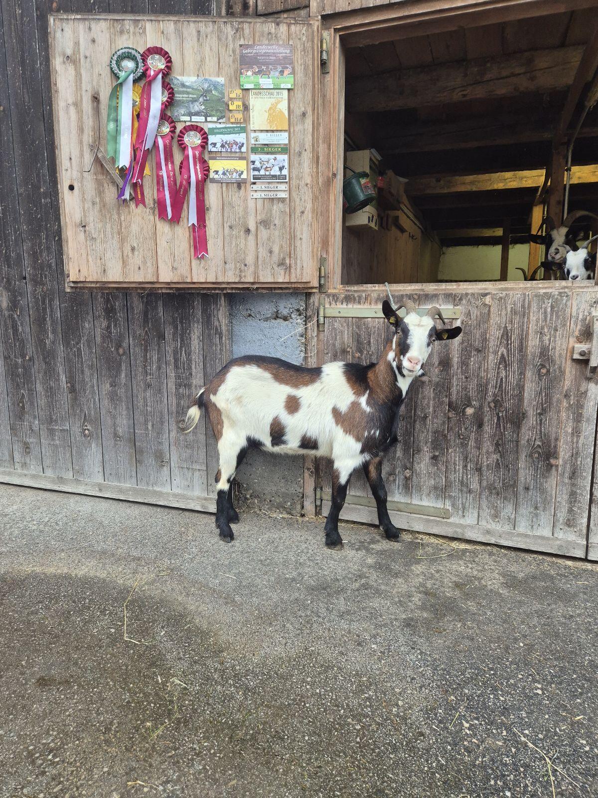 HB-Tauernscheckenziegen 3