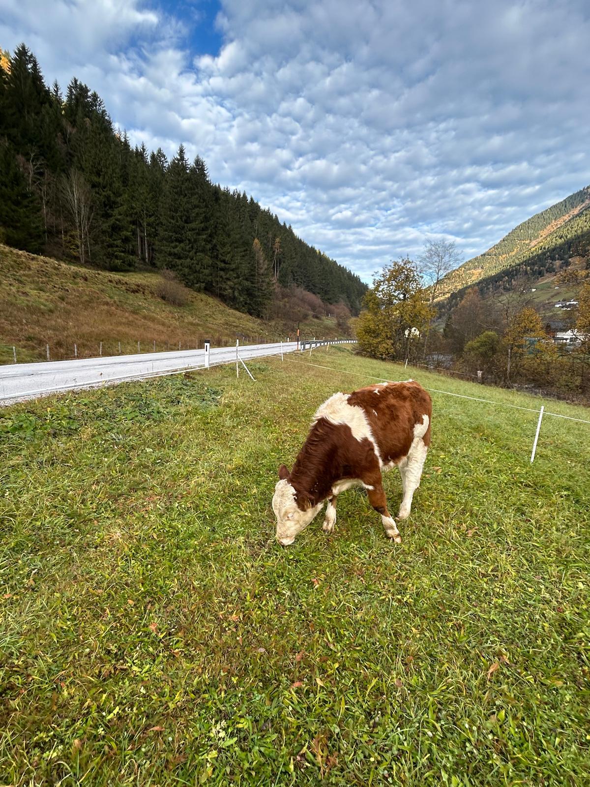 Bio Fleckvieh Stierkalb 7 Monate 1