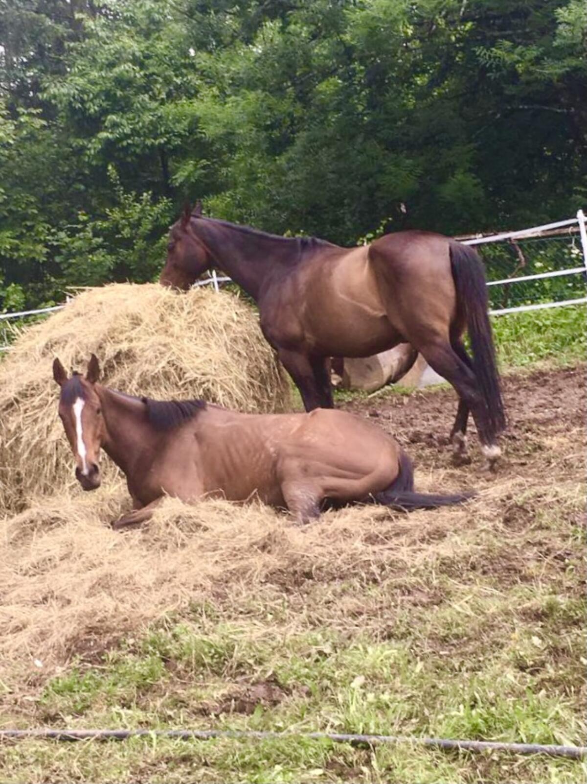 2 Engl. Vollblut suchen Dich 1