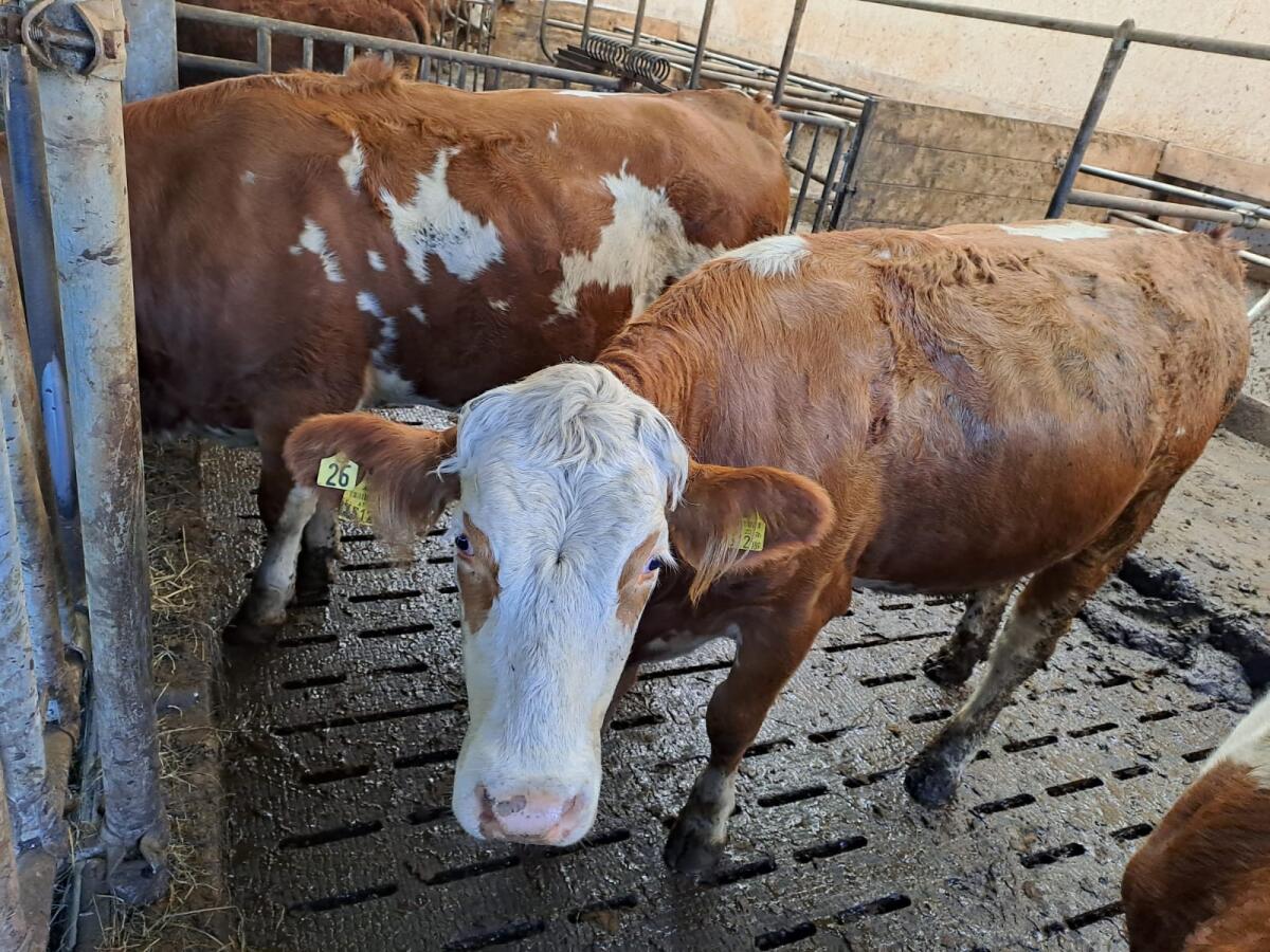 Verkaufe Fleckviehkalbin 2