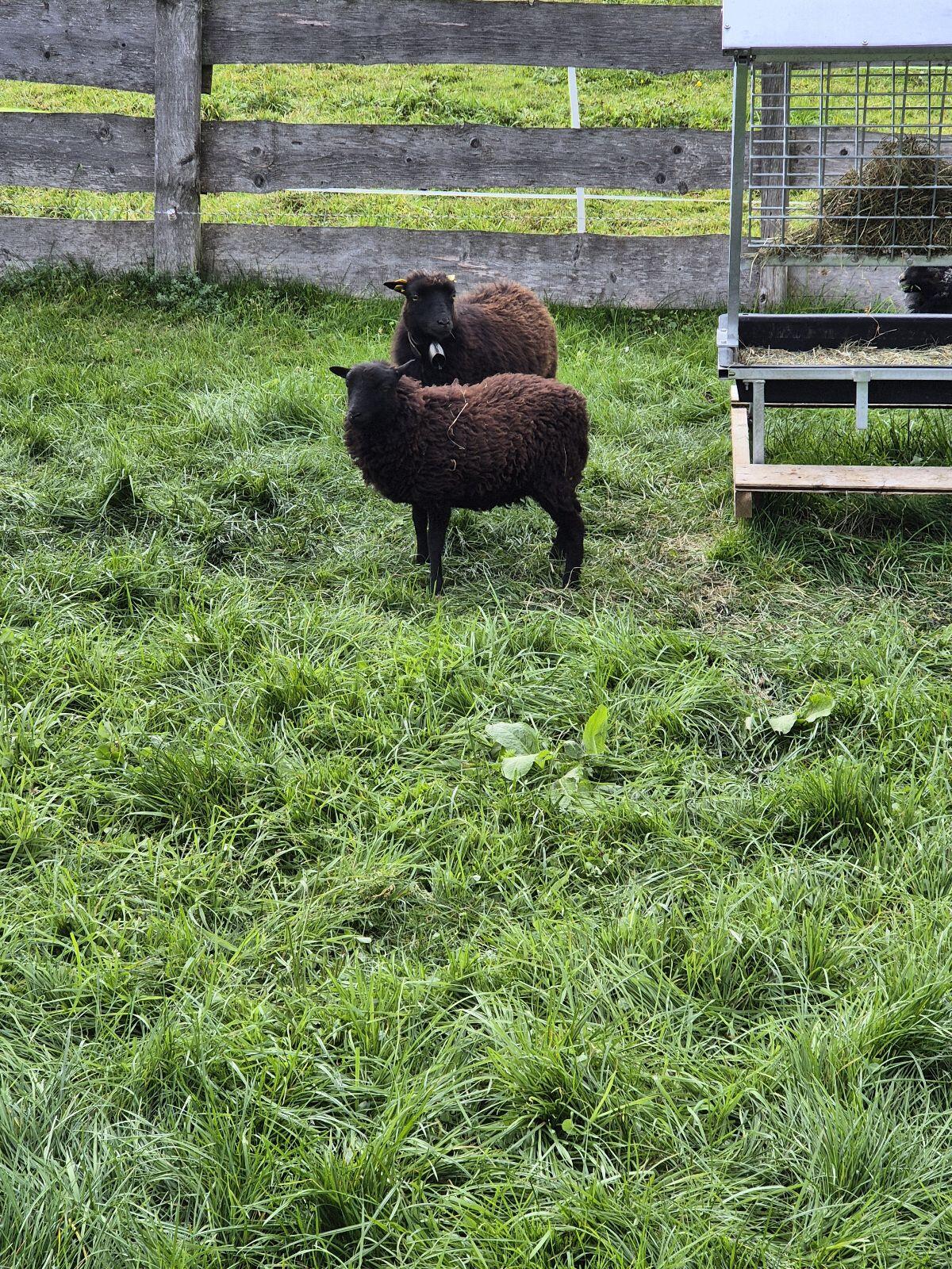 Ouessant, Zwergschafe 1