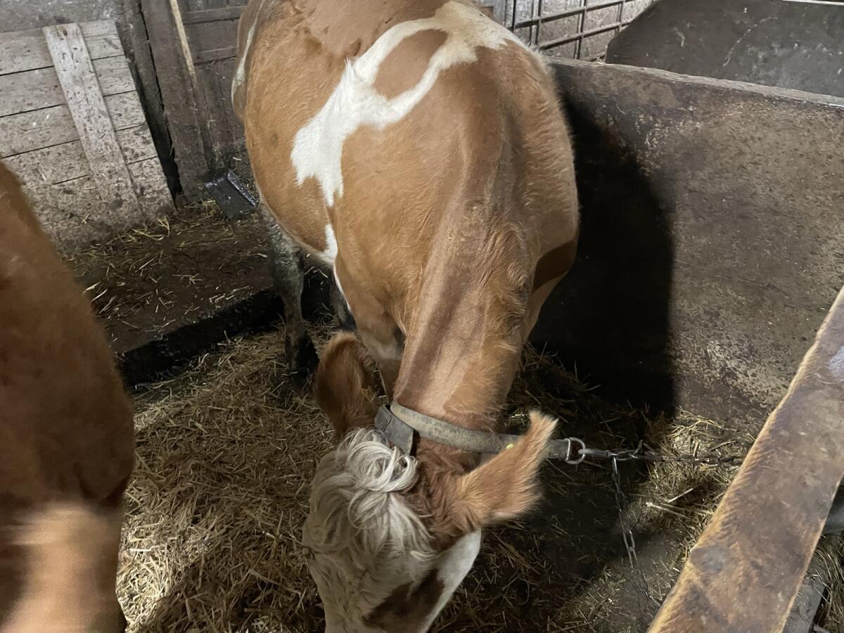 Trächtige Bio-Kalbinnen zu verkaufen 3