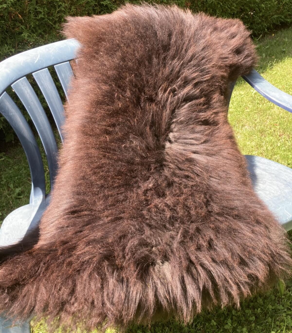 Lammfell vom Tiroler Steinschaf zu verkaufen 2