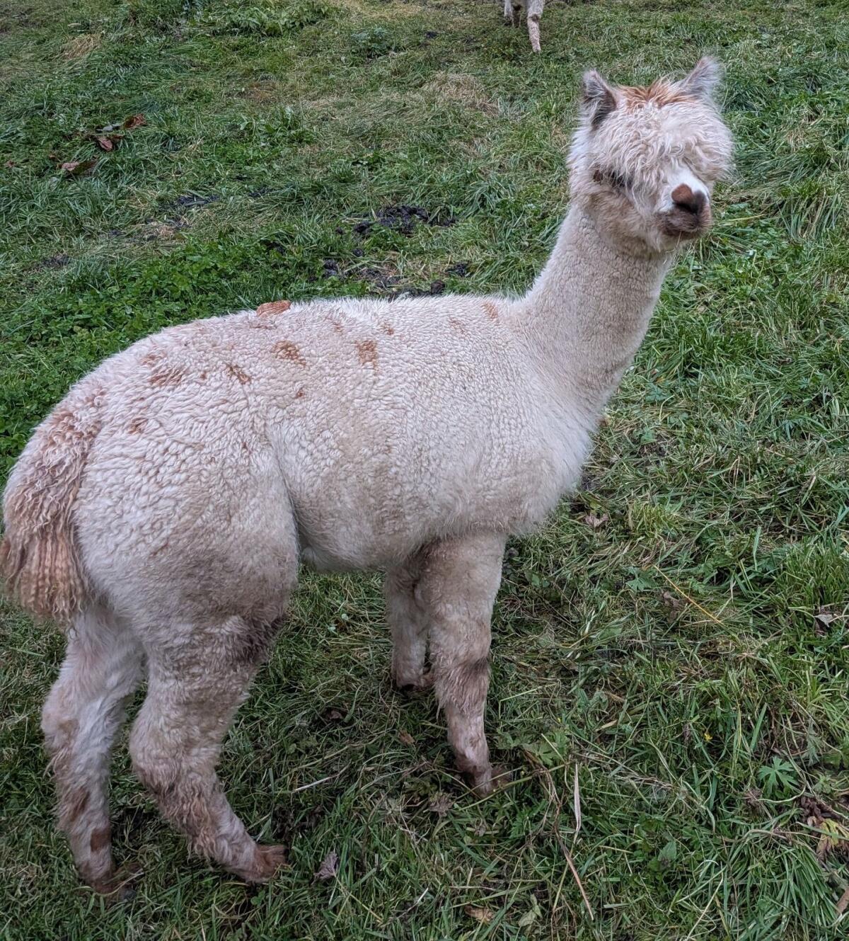 Alpaka Stute 3
