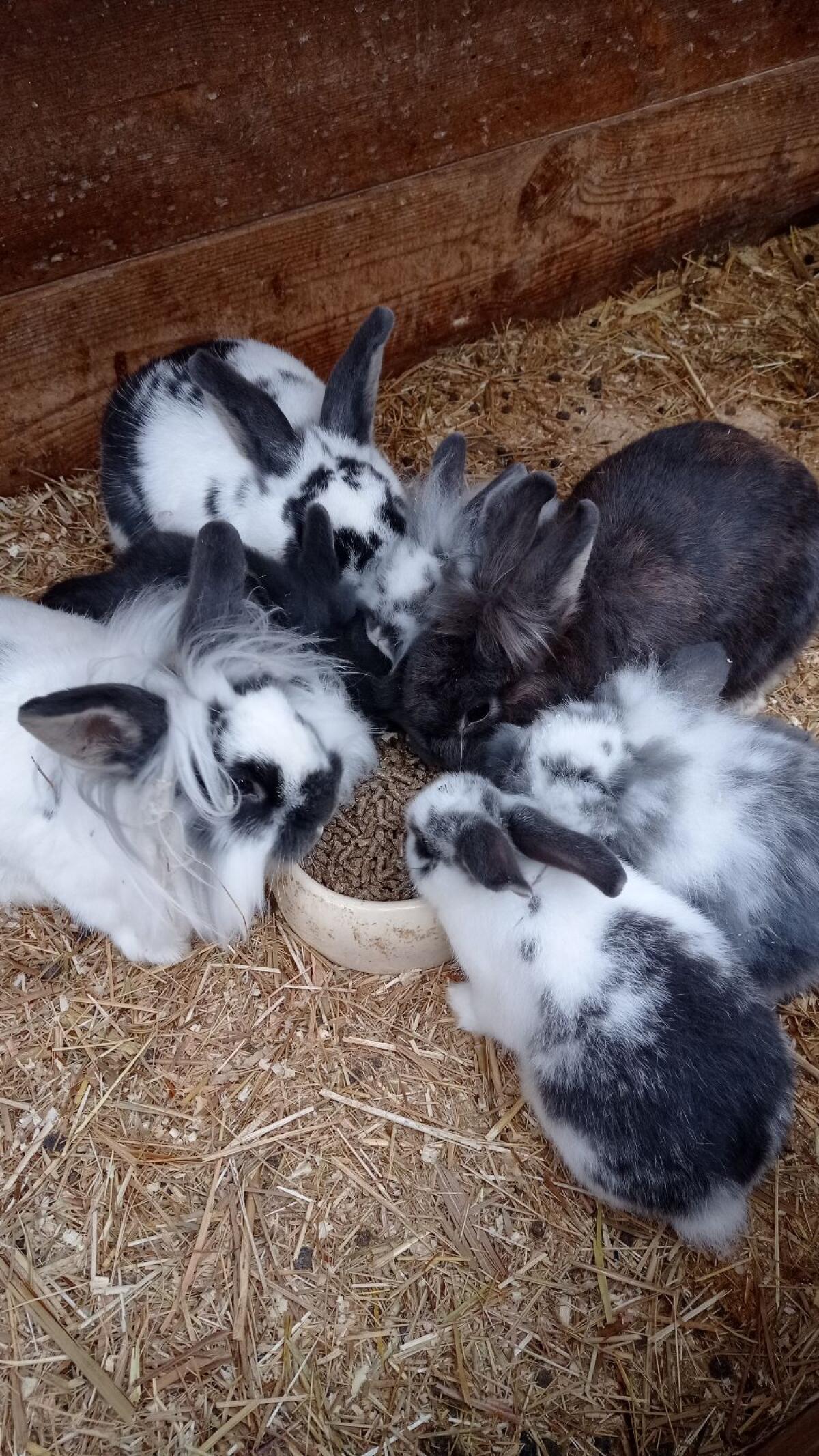 Löwenkopf Kaninchen 3