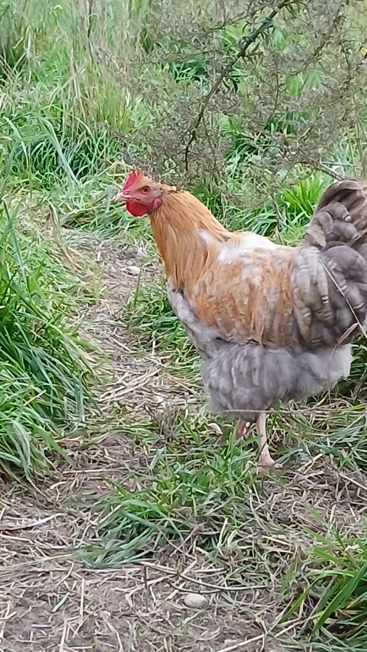 Verschiedene Gockel 2