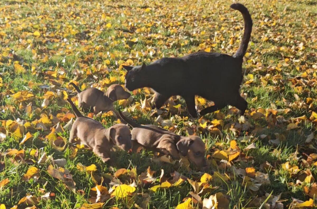 Zwergdackel Welpen 2