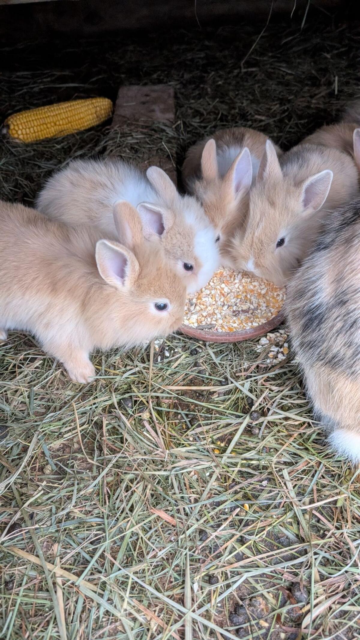 Zwergkaninchen in allen Farben zu verkaufen 3