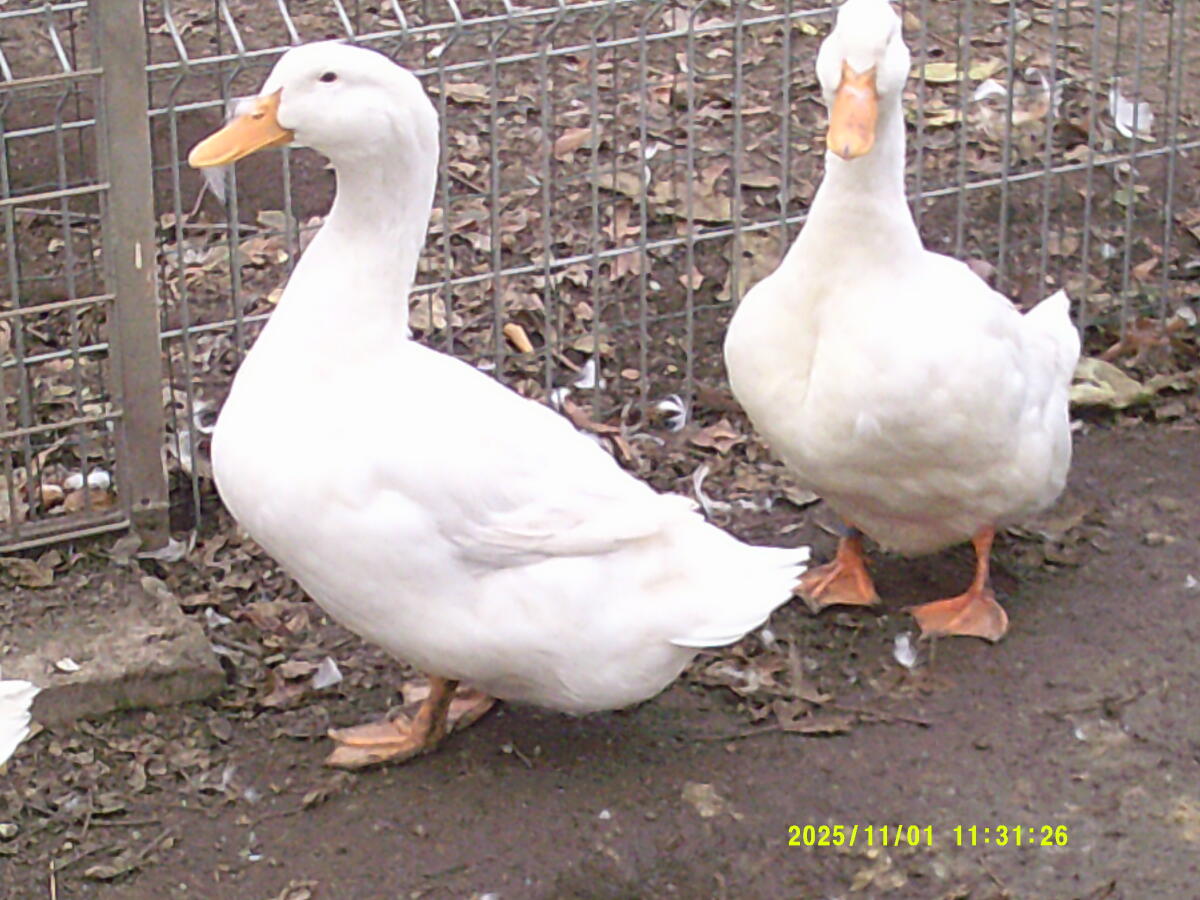 Amerikanische Pekingenten 2