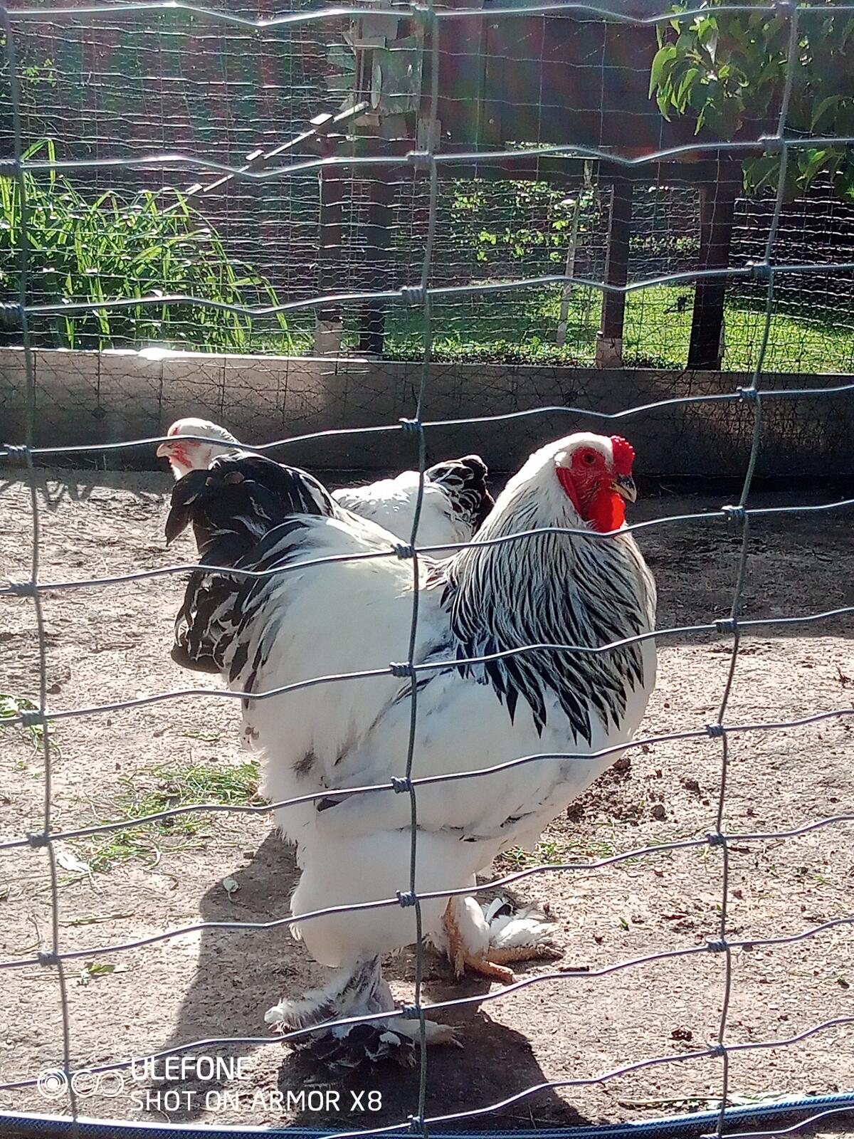 Brahma Bruteier weiß schwarz Columbia 2