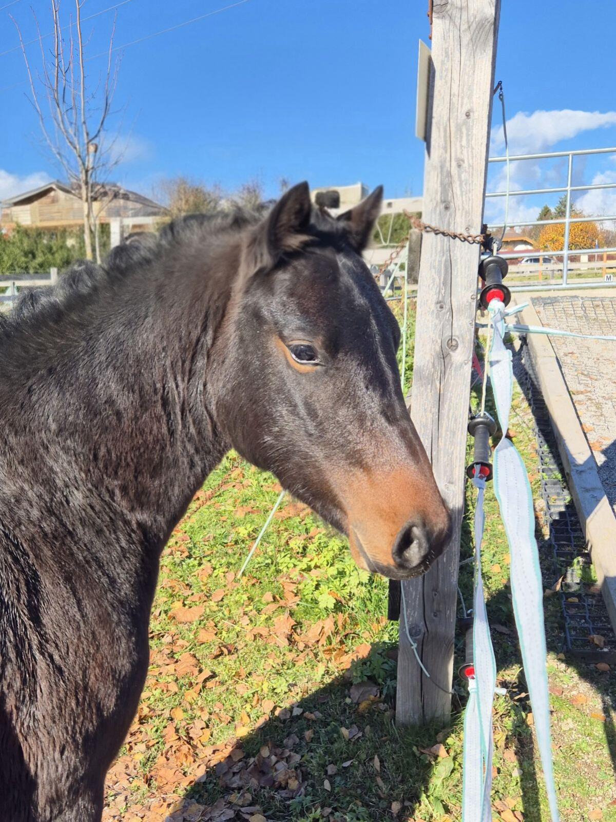 Zukünftige Kinderponys mit Top-Charakter und Qualität 3