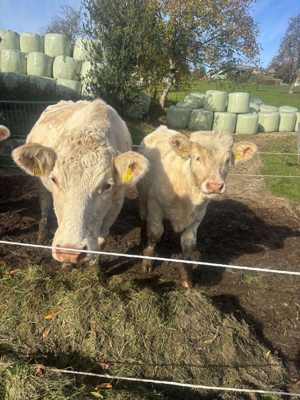 Charolais Jungstier 1