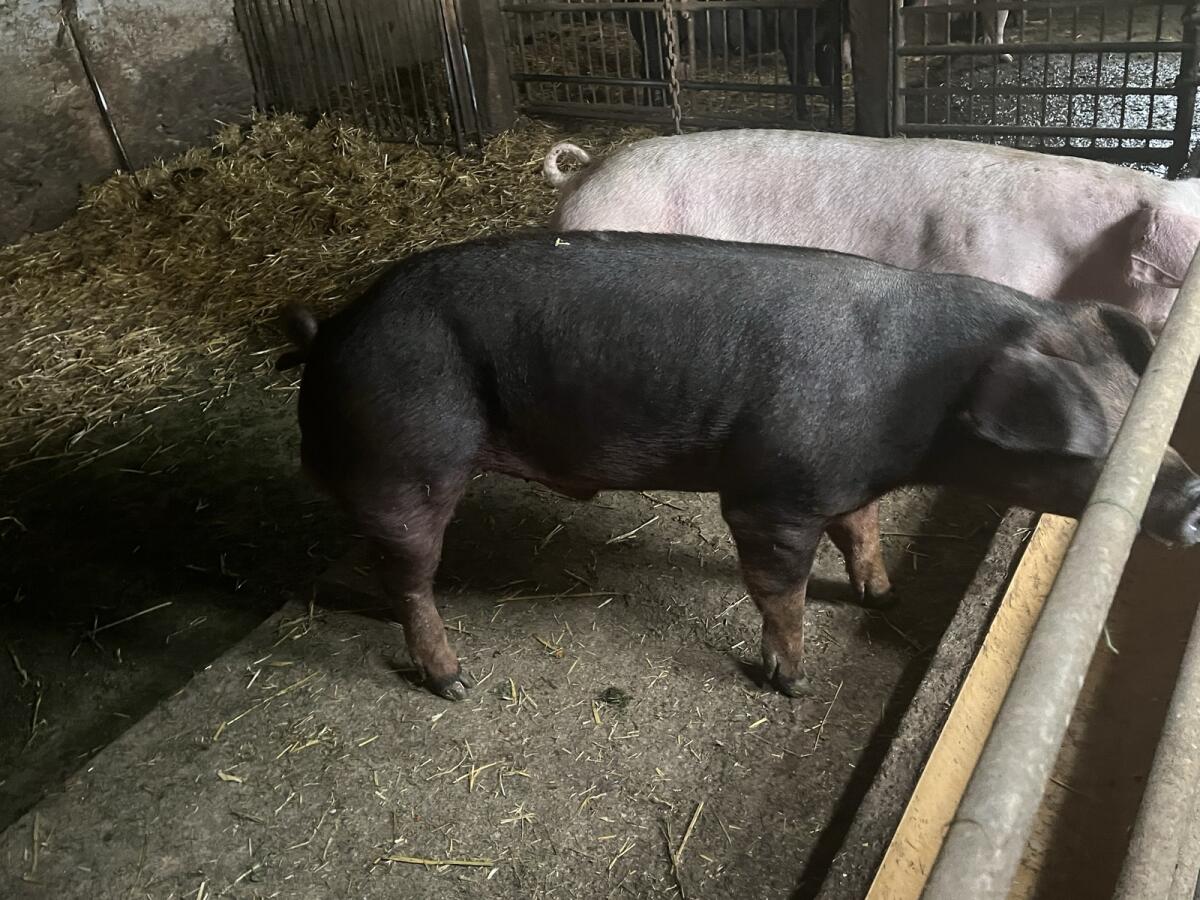 Duroc Jungeber 1
