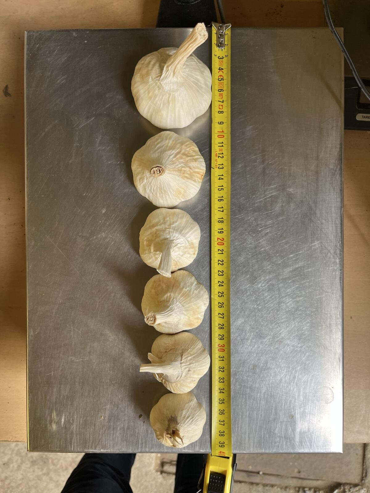 Knoblauch zu verkaufen 2