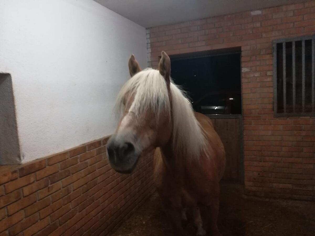 Haflinger Stute 3