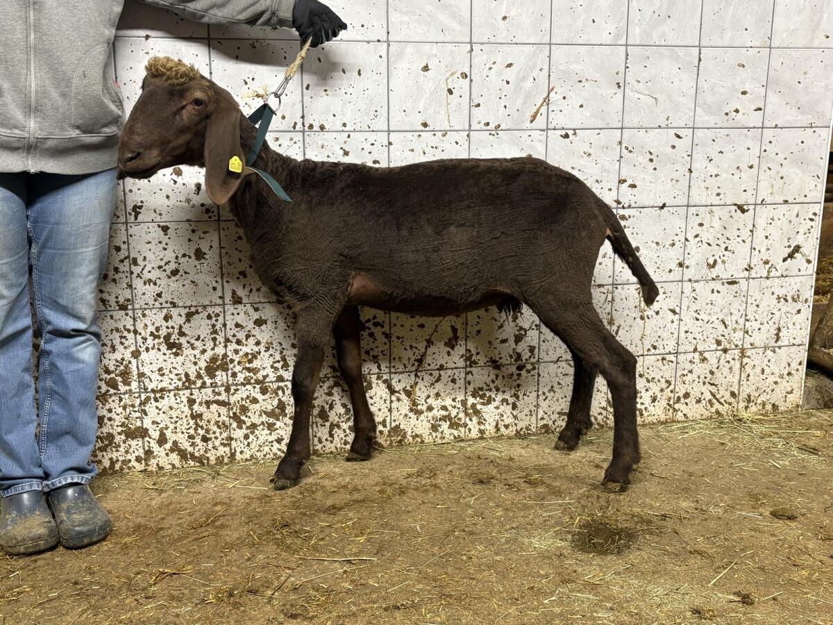 Braune Bergschaf Kilber 1