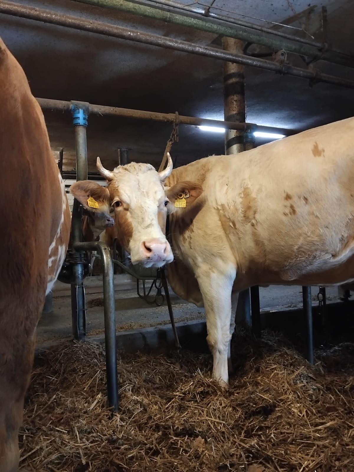 Verkaufe schöne Fleckvieh Erstlingskuh mit Horn 1