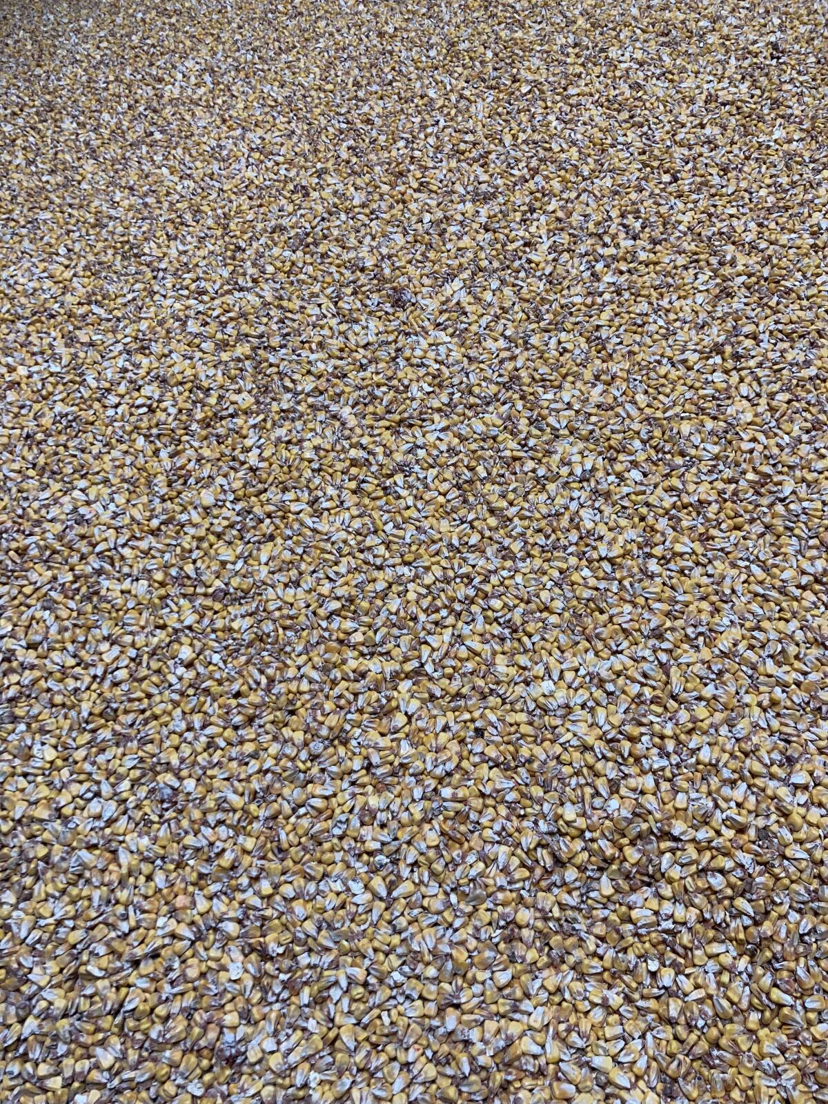 Körnermais trocken zu verkaufen 1