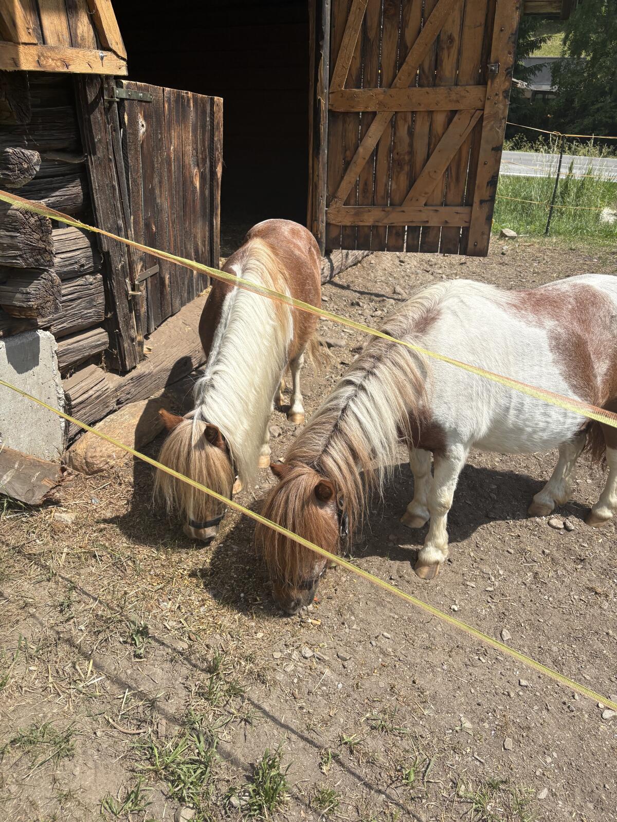 2 Mini Shetty Ponys 3