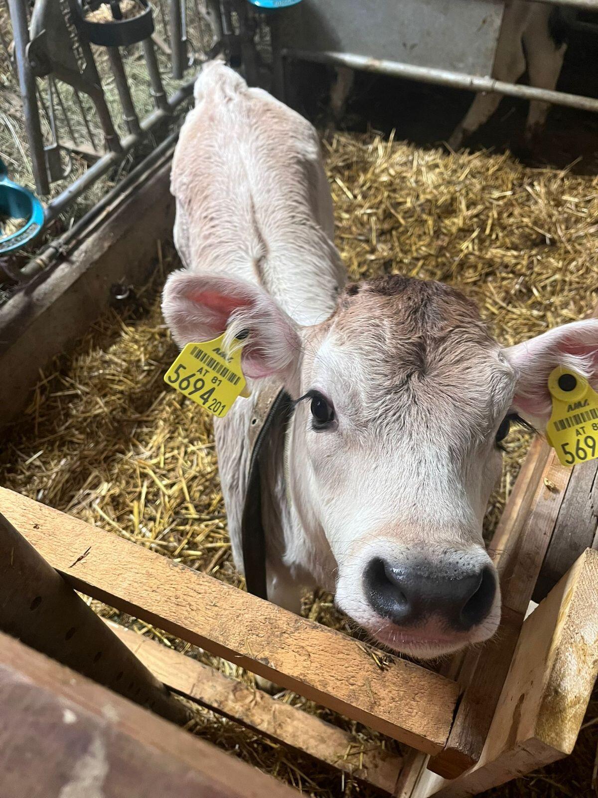 Bio Tiroler Grauvieh Zuchtkalb 1