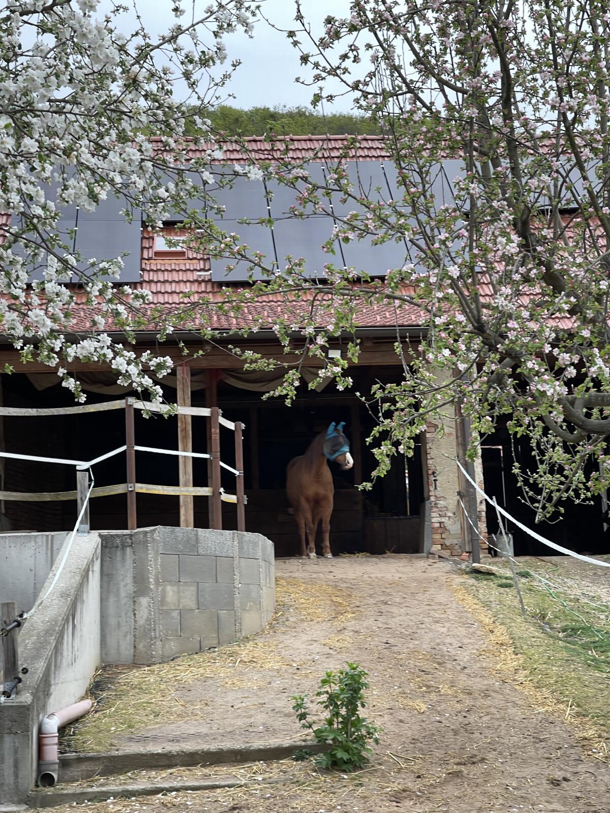 Einstellplatz für Hufrehe / Diät Pony / Pferd 1